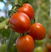 Year-Round Roma Tomatoes a Staple at Farmer’s Best